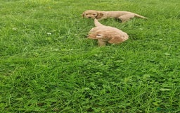 Cavapoo dogs for sale: Cavapoo puppies - Image 2