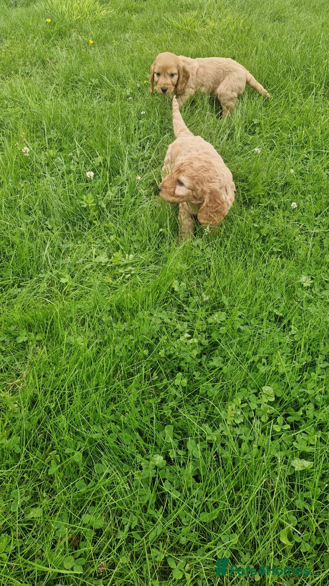 Cavapoo dogs for sale: Cavapoo puppies - Image 2