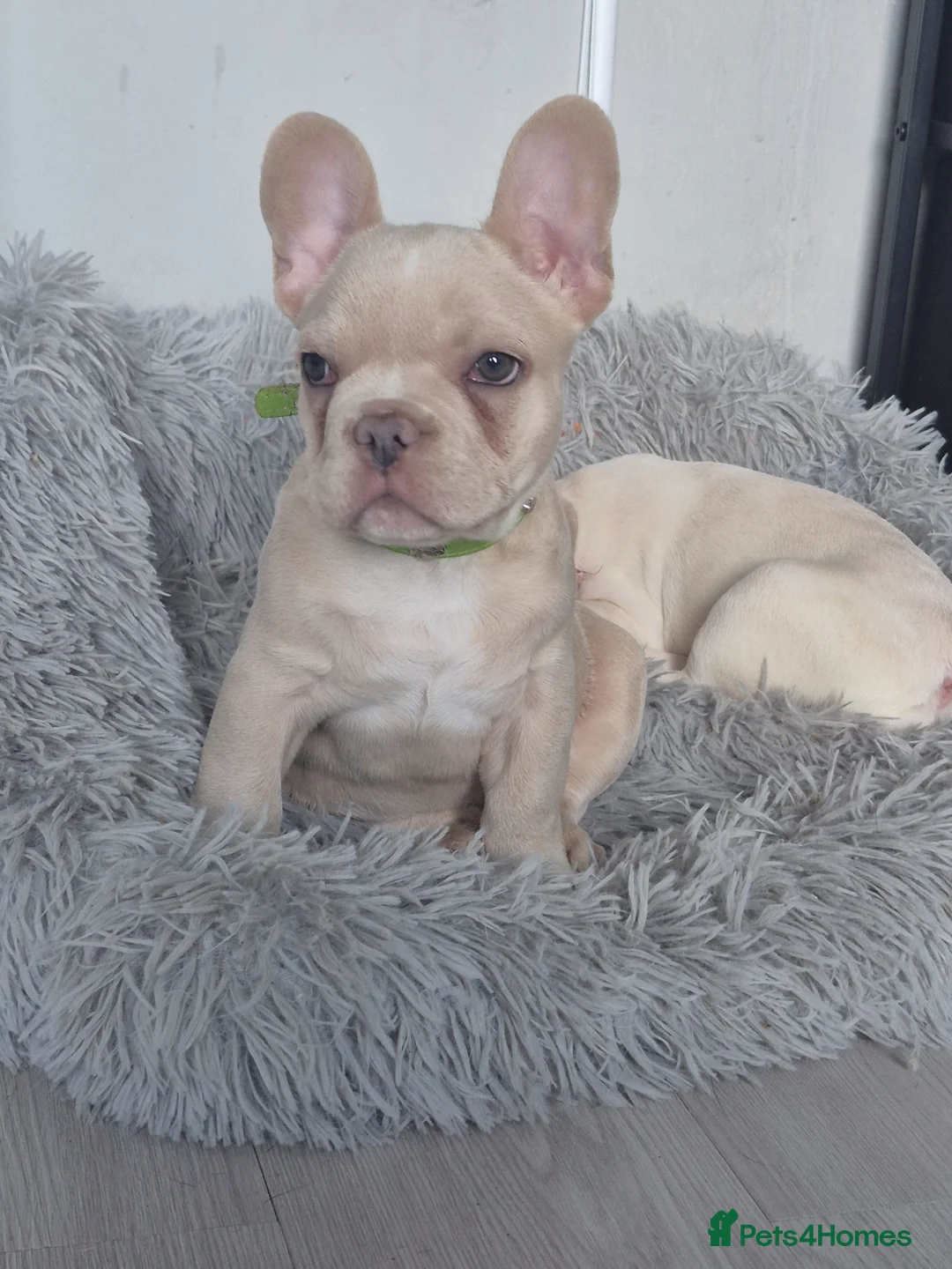 French Bulldog dogs for sale: One stunning DWKC pup left  - Advert 2