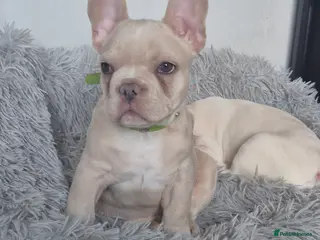French Bulldog dogs One stunning DWKC pup left - Advert 18