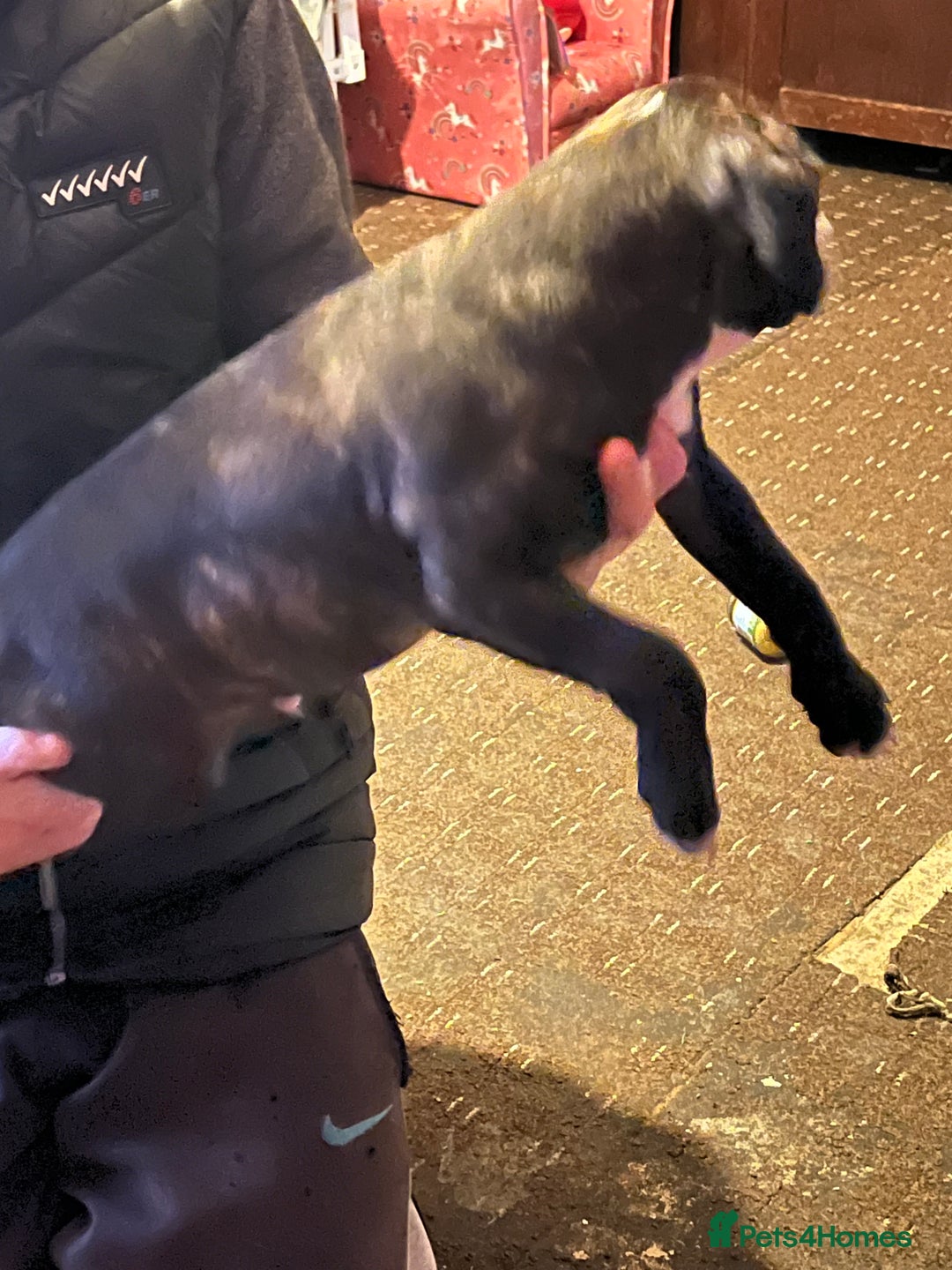 Mixed Breed dogs for sale: Staff x American bully male puppy  - Advert 5