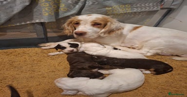 Mixed Breed dogs - Advert 5