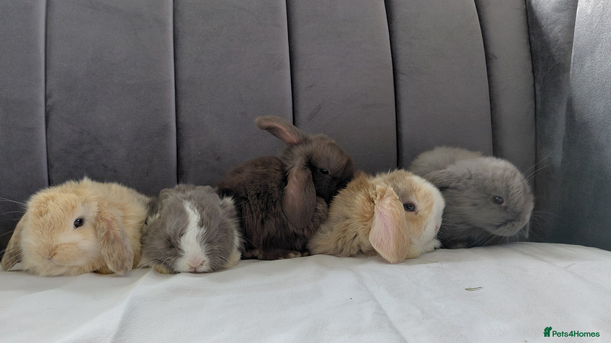 Mini Lop rabbits Gorgeous Baby Mini Lops for sale - Advert 2