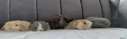 Mini Lop rabbits for sale: Gorgeous Baby Mini Lops for sale - Advert 1