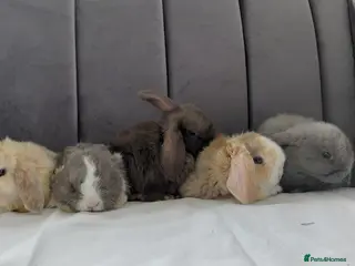 Mini Lop rabbits Gorgeous Baby Mini Lops for sale - Advert 2