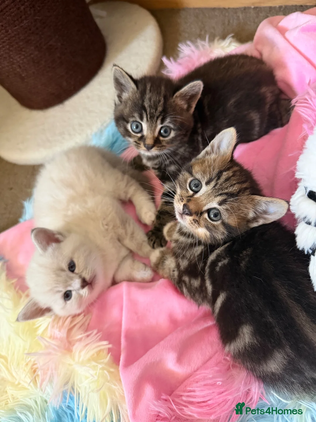 Scottish Fold cats for sale: Beautiful Male Kitten Looking for a Loving Home - Advert 5