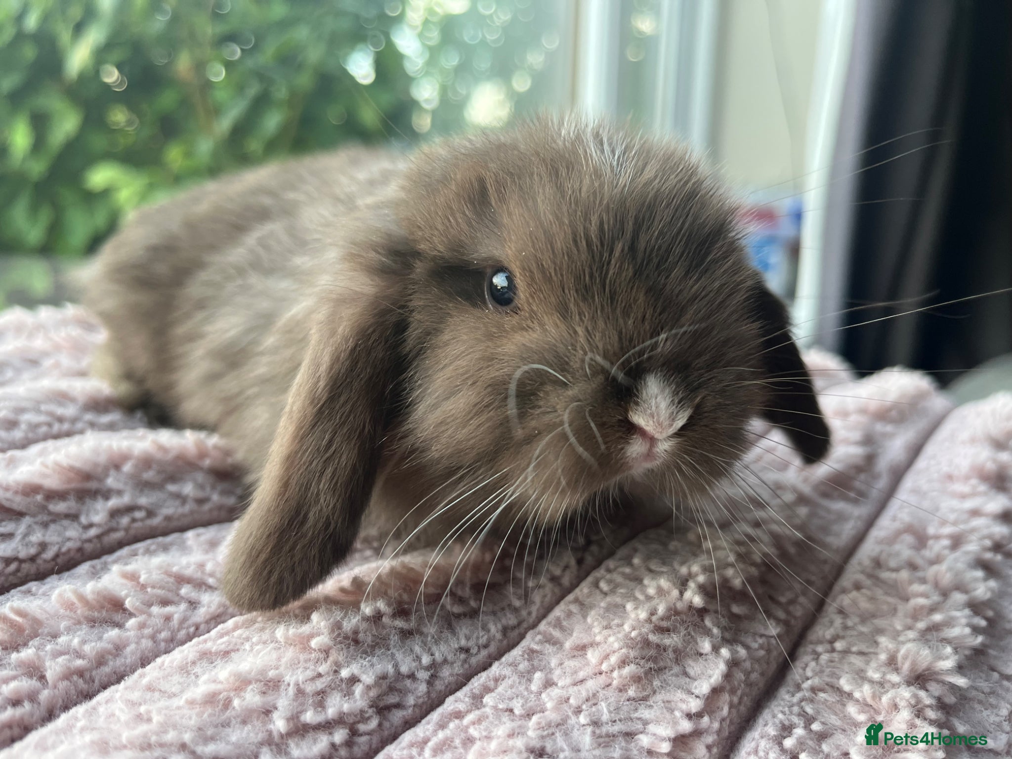 Mini Lop rabbits for sale: Male mini lop kits RTL 16th June - Advert 10