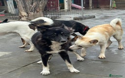Mixed Breed dogs for adoption: Renato - Norwich Norfolk  - Image 9