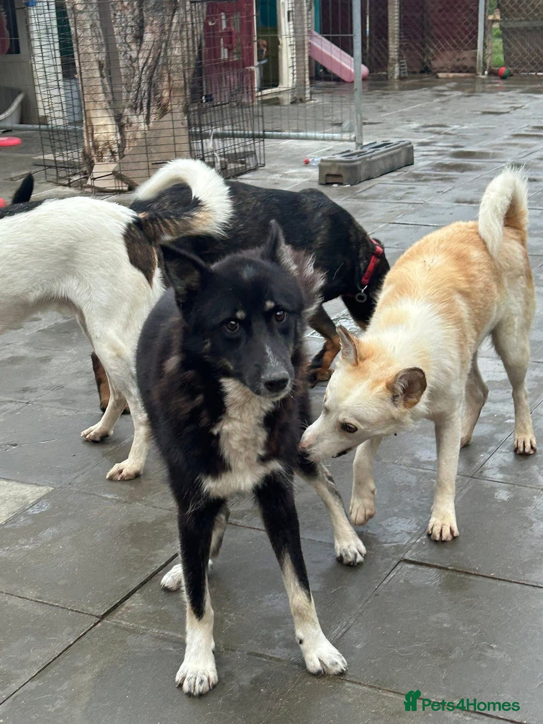 Mixed Breed dogs for adoption: Renato - Norwich Norfolk  - Image 9