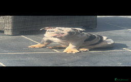 English Bulldog dogs for sale: Grey Merle male english bulldog puppy - Image 35