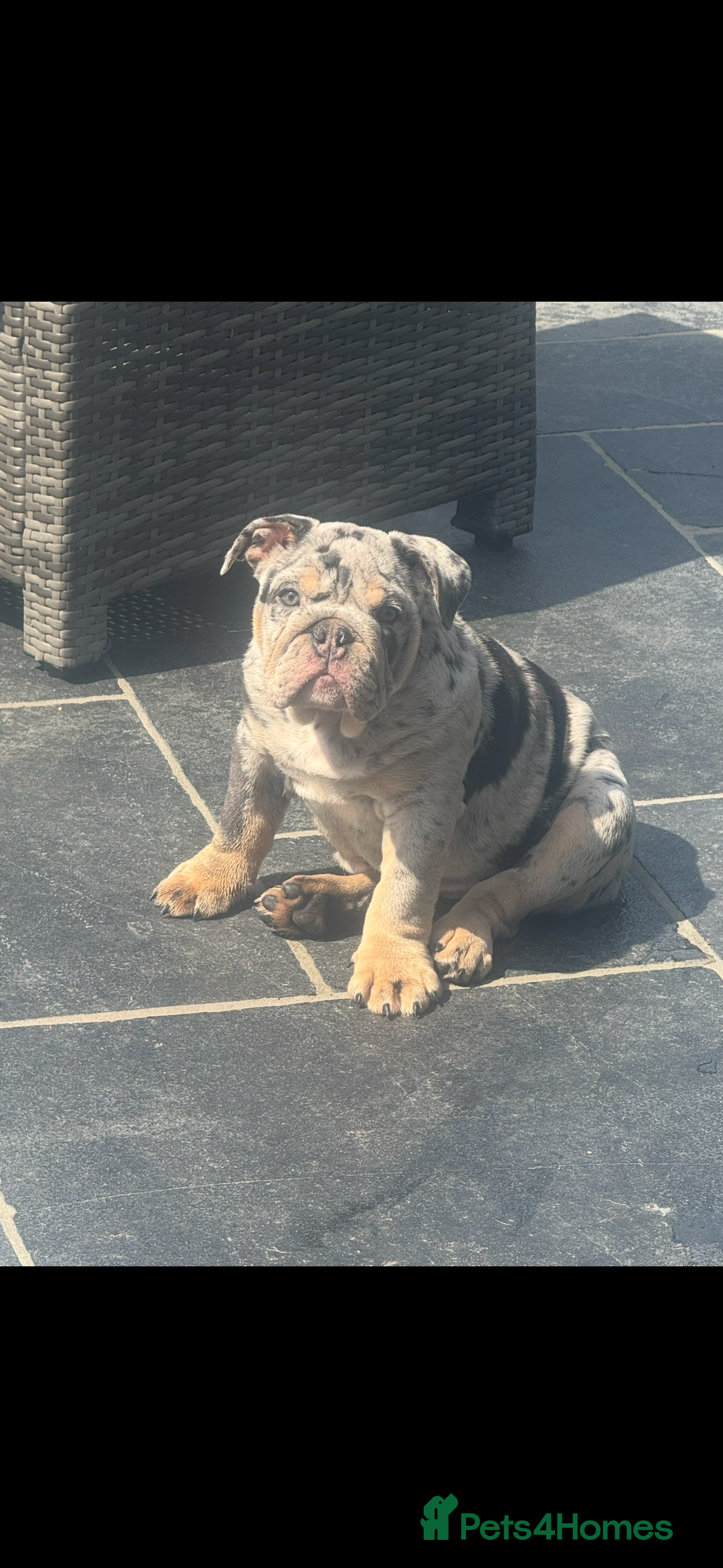 English Bulldog dogs for sale: Grey Merle male english bulldog puppy - Image 35