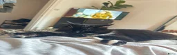 British Longhair cats for sale: Cat for rehoming  - Advert 4