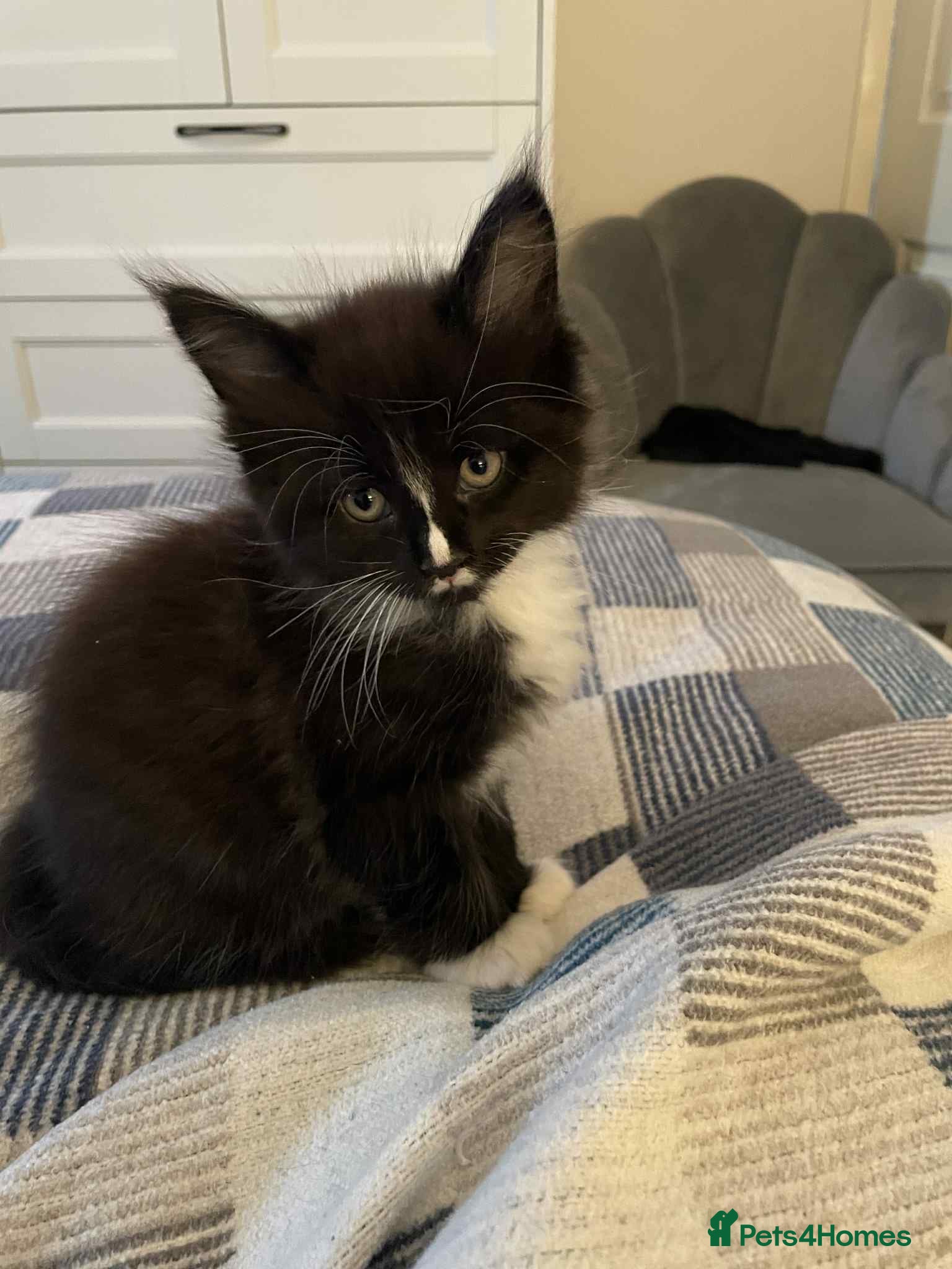 Maine Coon cats Maine Coon X Ragdoll  - Advert 2