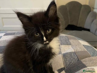 Maine Coon cats Maine Coon X Ragdoll - Advert 7