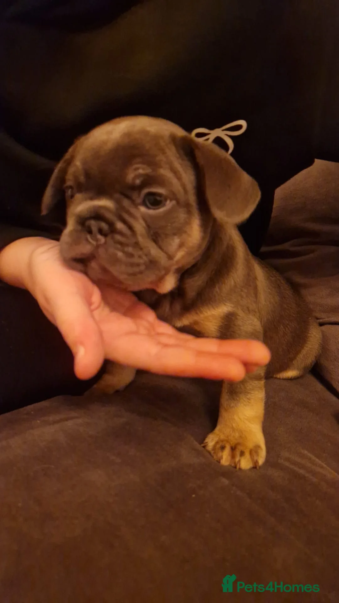 French Bulldog dogs for sale: French bulldog puppies ready for a loving new home - Advert 14