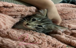 Mixed Breed cats for sale: 3 beautiful female kittens  - Image 18