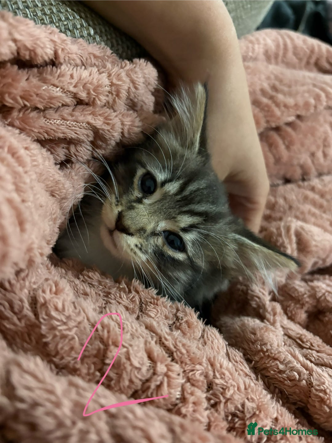 Mixed Breed cats for sale: 3 beautiful female kittens  - Image 18