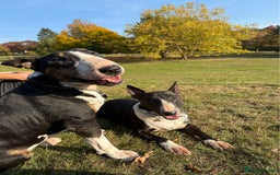 English Bull Terrier dogs for sale: Champion line EBT Puppies - Image 3