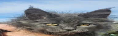 Maine Coon 1