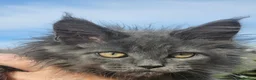 Maine Coon cats for sale: Tica maine coon babies from heath tested parents - Advert 5