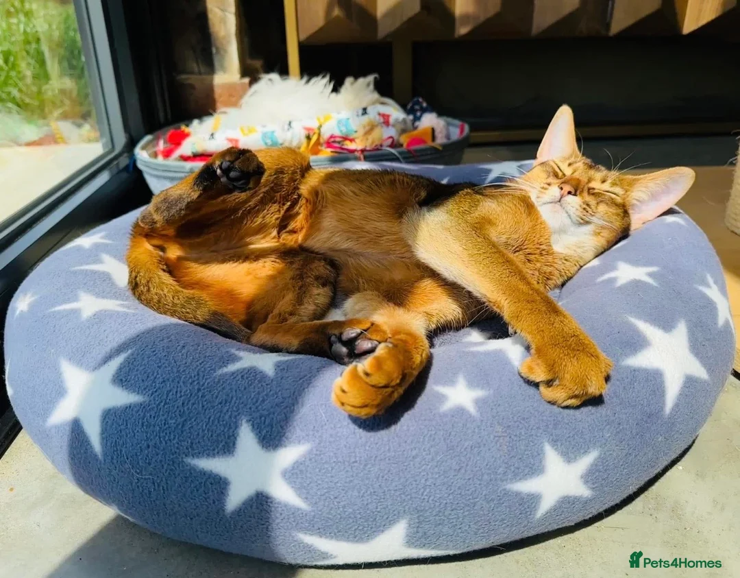 Abyssinian cats for sale: Abyssinian Pedigree Imported Female  in Dunmow - Advert 8