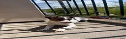 Jack Russell dogs for stud: 🐾 Jack Russell Terrier – Stud Available 🐾 - Advert 6