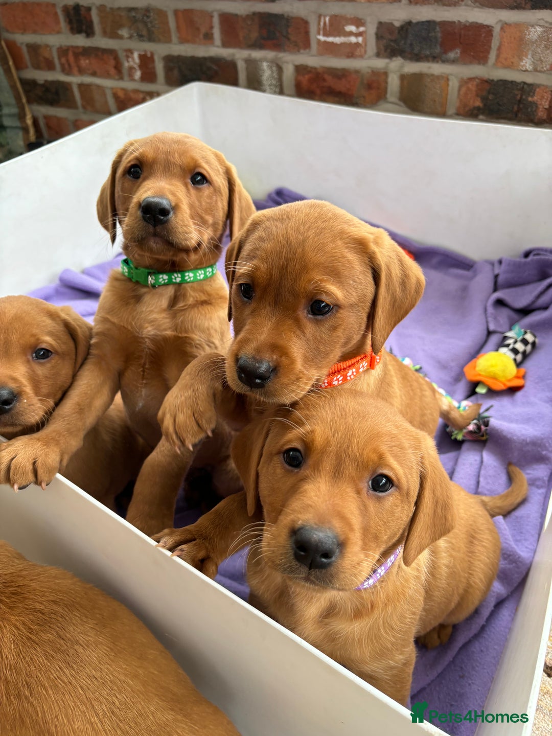 Labrador Retriever dogs for sale: Beautiful KC Fox Red Labrador Puppies - Image 20