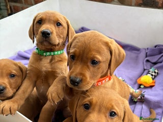 Labrador Retriever dogs Beautiful KC Fox Red Labrador Puppies - Advert 12