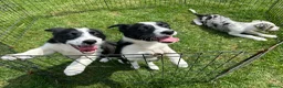 Border Collie dogs for sale: Outstanding Border Collie puppy’s  - Advert 1