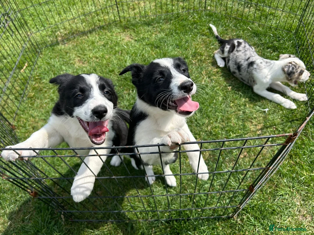 Border Collie dogs for sale: Outstanding Border Collie puppy’s  - Advert 1