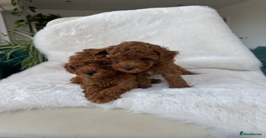 Toy Poodle dogs - Advert 1