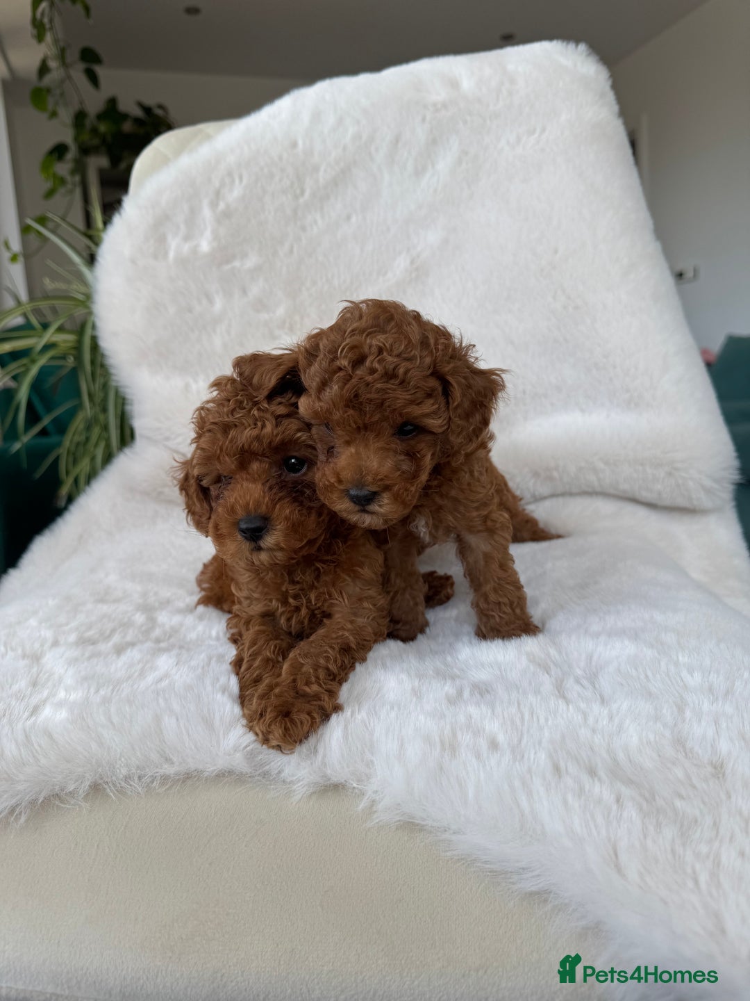 Toy Poodle dogs for sale: Pocket-Sized Love&Personality: Meet Our Toy Poodle - Image 3