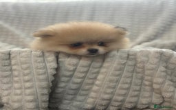 Pomeranian dogs for sale: Pedigree miniature pomeranians - Image 12