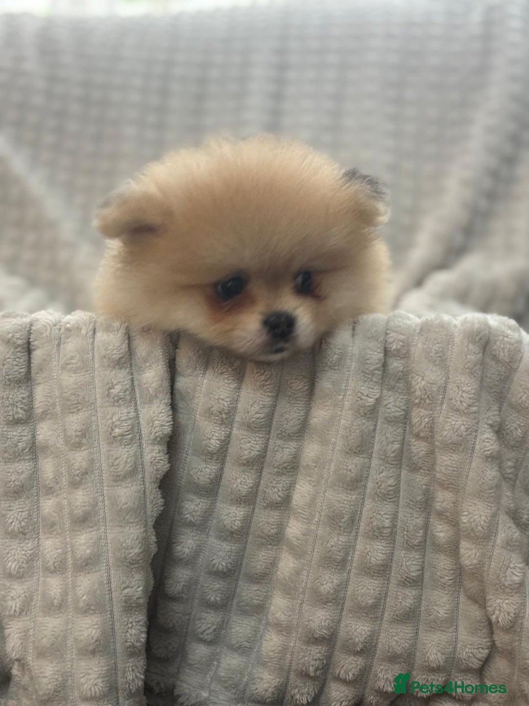 Pomeranian dogs for sale: Pedigree miniature pomeranians - Image 12