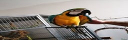 Macaws birds for sale: Blue & Gold Macaw Parrots for Sale - Advert 3