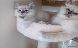 Ragdoll cats for sale: Adorable Ragdoll kittens - Image 6
