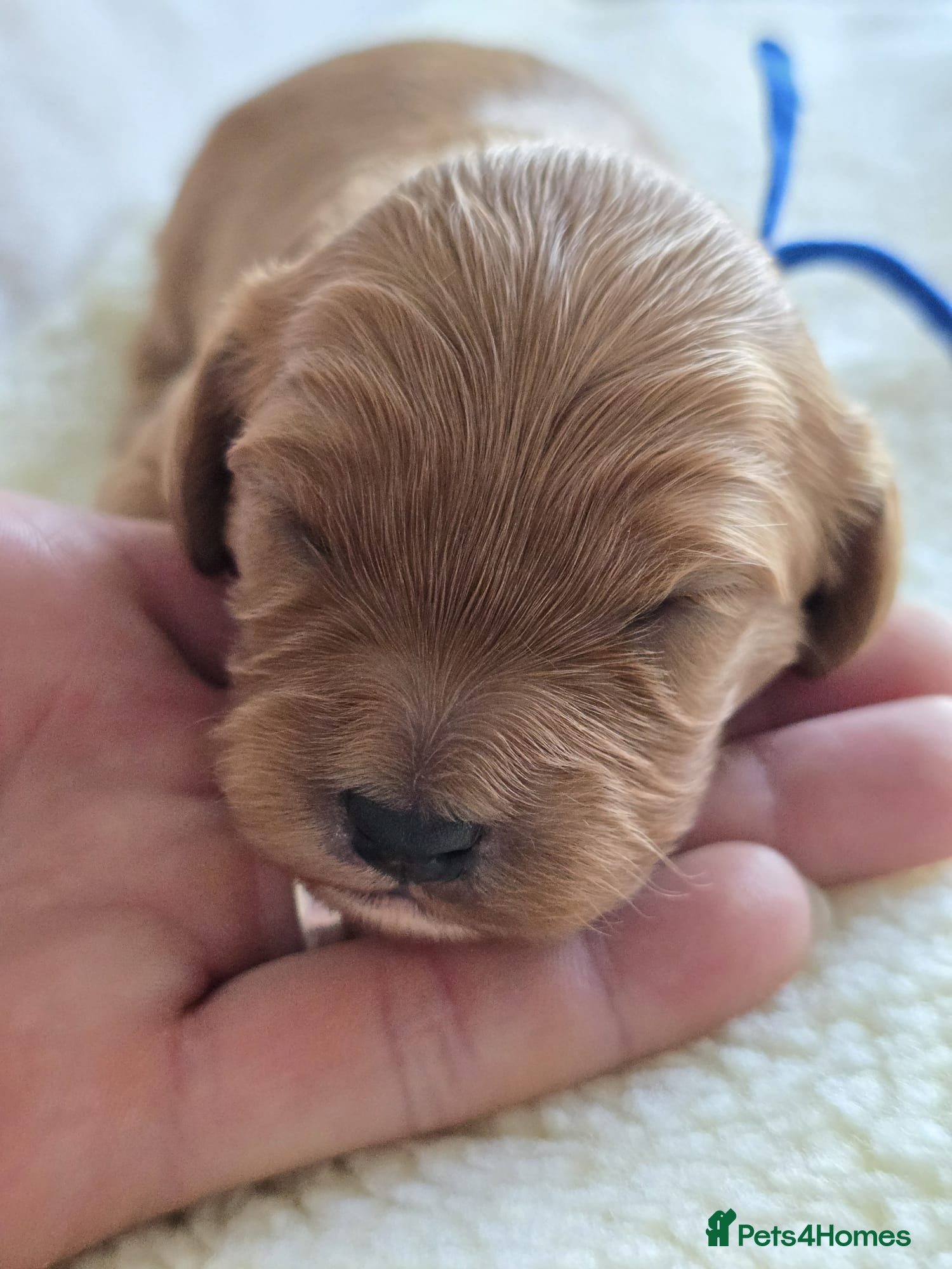 Cavapoo dogs Cavapoo Toy F1 ❤️ DNA TESTED - Advert 2