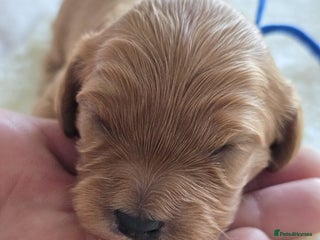 Cavapoo dogs Cavapoo Toy F1 ❤️ DNA TESTED - Advert 2