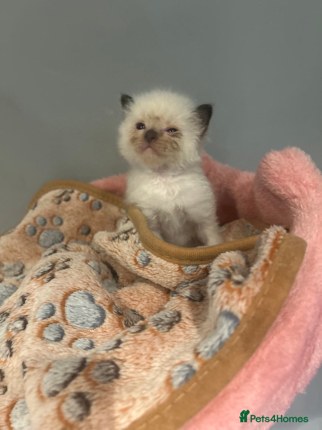 Ragdoll cats for stud: For Stud  in Peterborough - Image 8