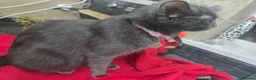 British Shorthair cats for sale: A beautiful litter of 4 kittens - Advert 2