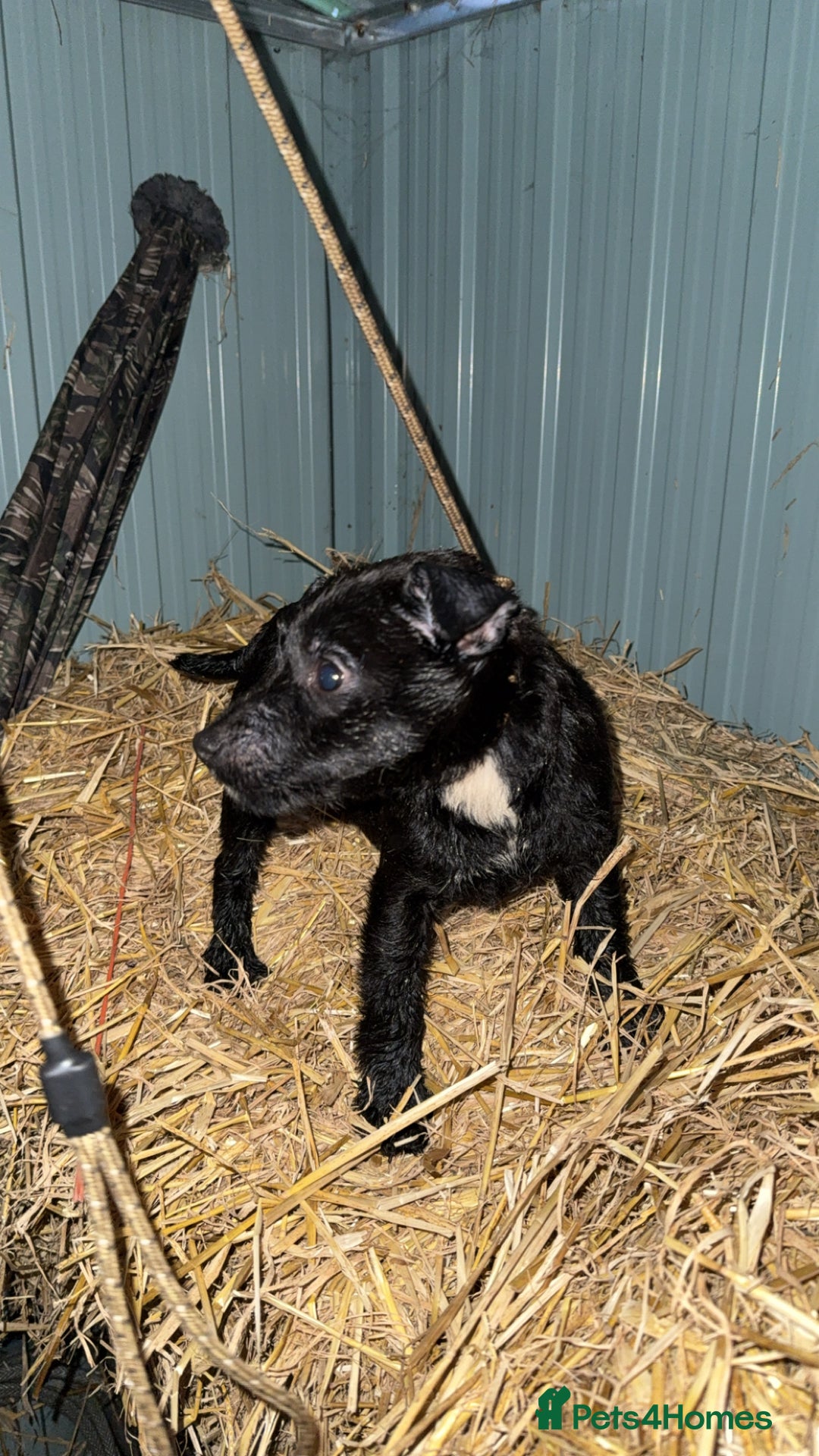 Patterdale Terrier dogs for sale: Paterdale bitch  - Advert 2