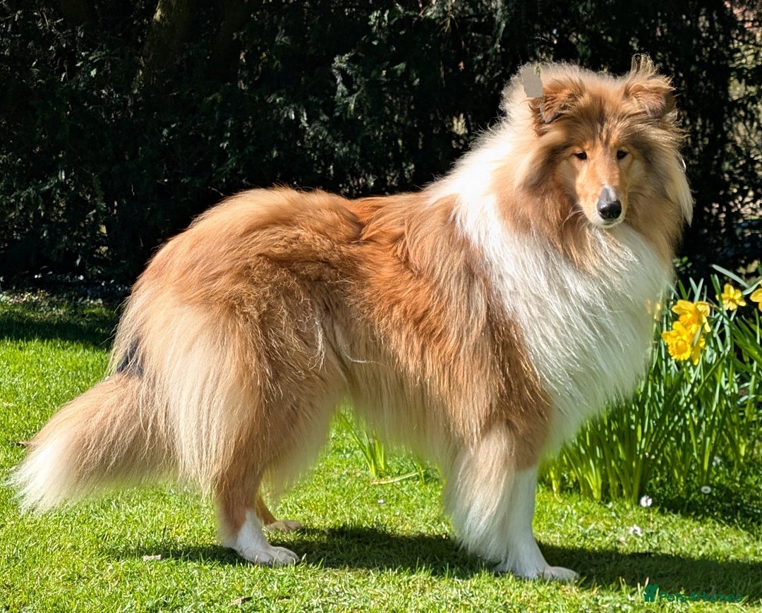 Rough Collie dogs for sale: Carristina Rough Collies - Image 2