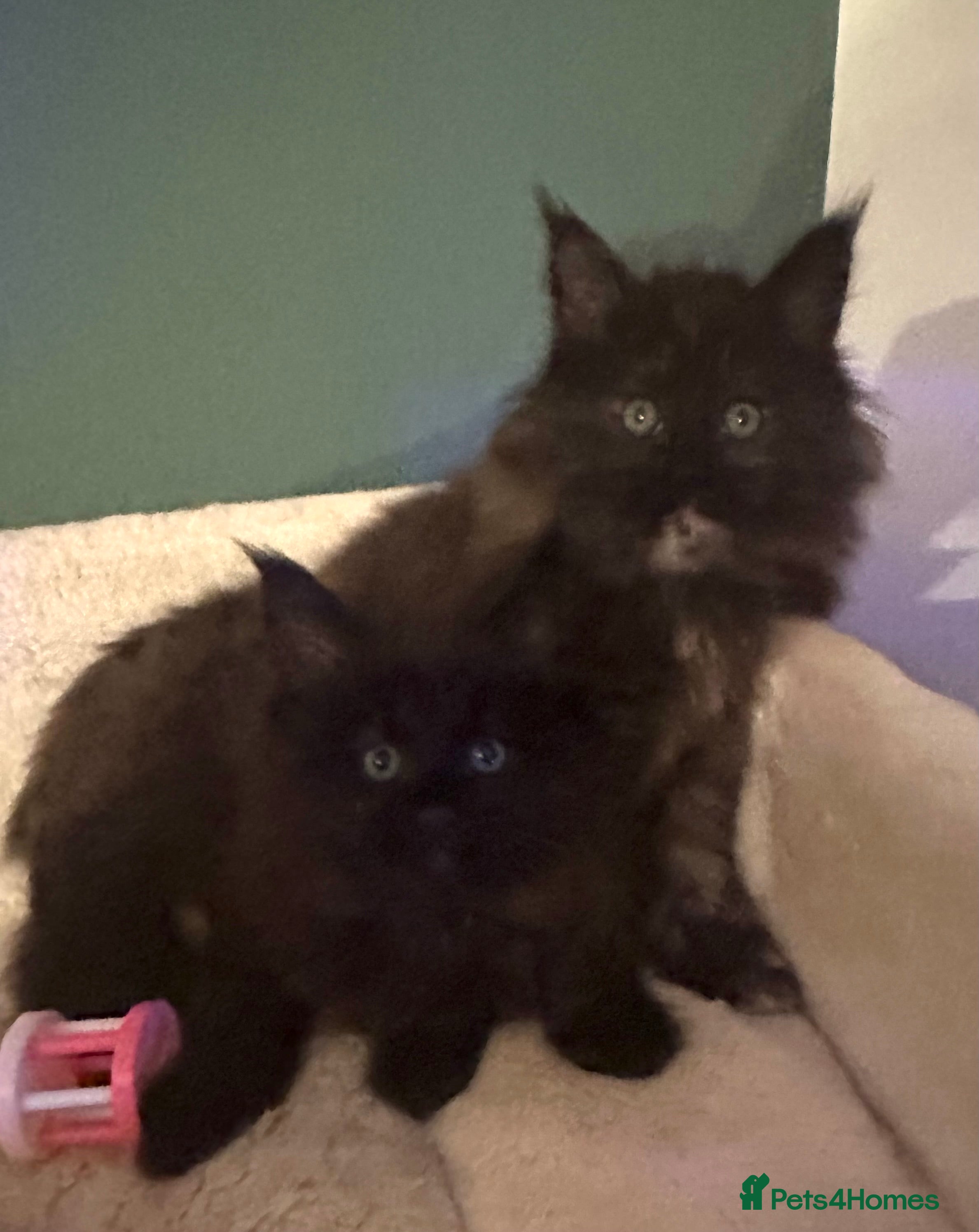 Maine Coon cats Tica Registered Maine Coon Girls  - Advert 1