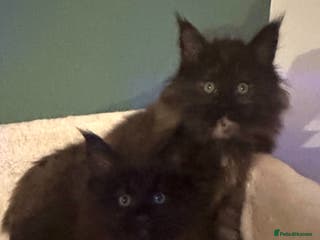 Maine Coon cats Tica Registered Maine Coon Girls - Advert 3