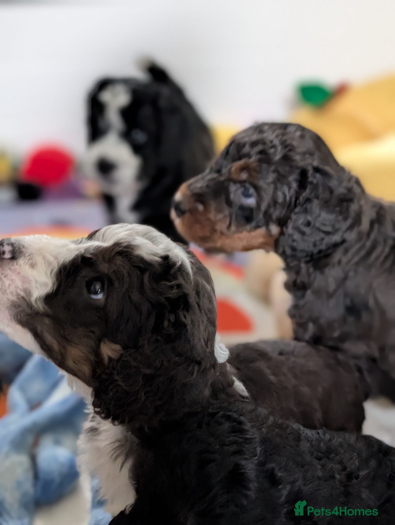 Bernedoodle dogs Real Miniature Sized Australian Bernedoodle  - Advert 5