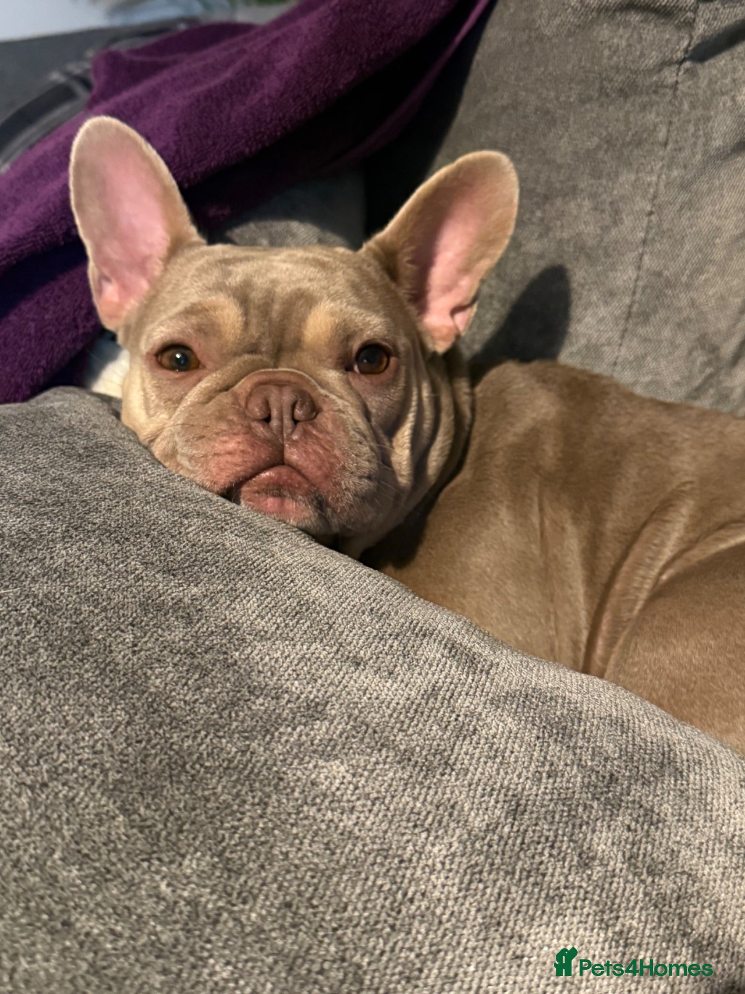 French Bulldog dogs 1 year old French bulldog female - Advert 6