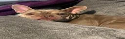 French Bulldog dogs for sale: 1 year old French bulldog female in Newtown - Advert 1