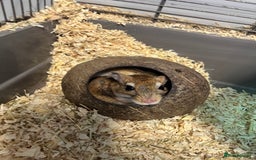 Gerbil rodents for sale: Persian Jirds for sale - Image 3