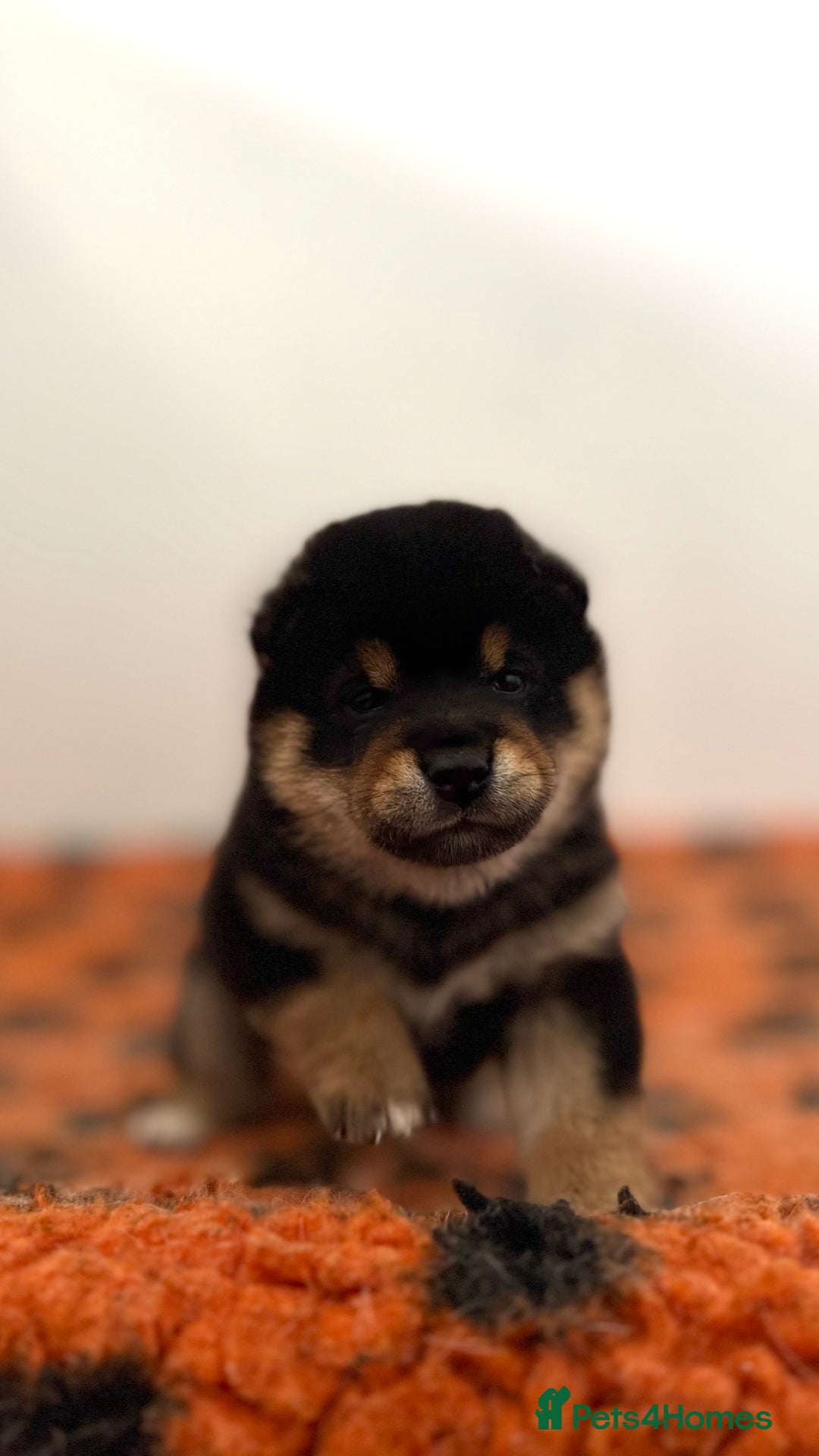 Japanese Shiba Inu dogs for sale: Shiba Inu Boy – Champion Crufts JP Heritage - Image 31