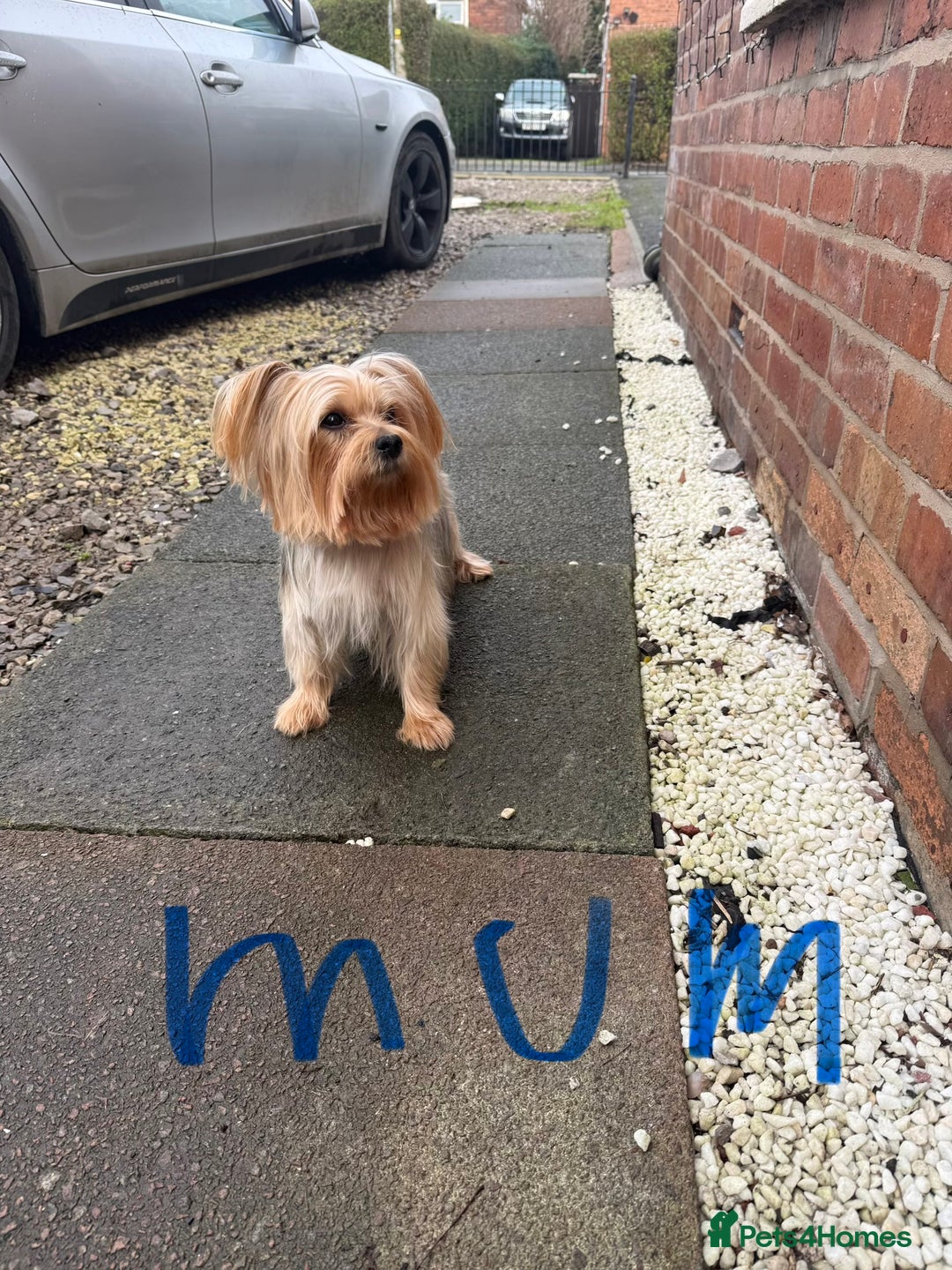 Yorkshire Terrier dogs for sale: Mini Yorkshire Terrier  - Advert 2